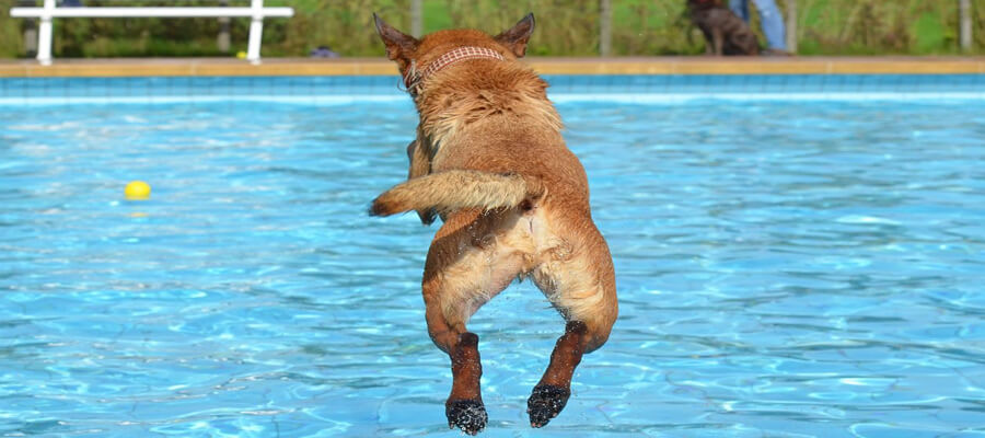 Why Is My Dog Afraid of Water? Understanding & Overcoming Water Fear